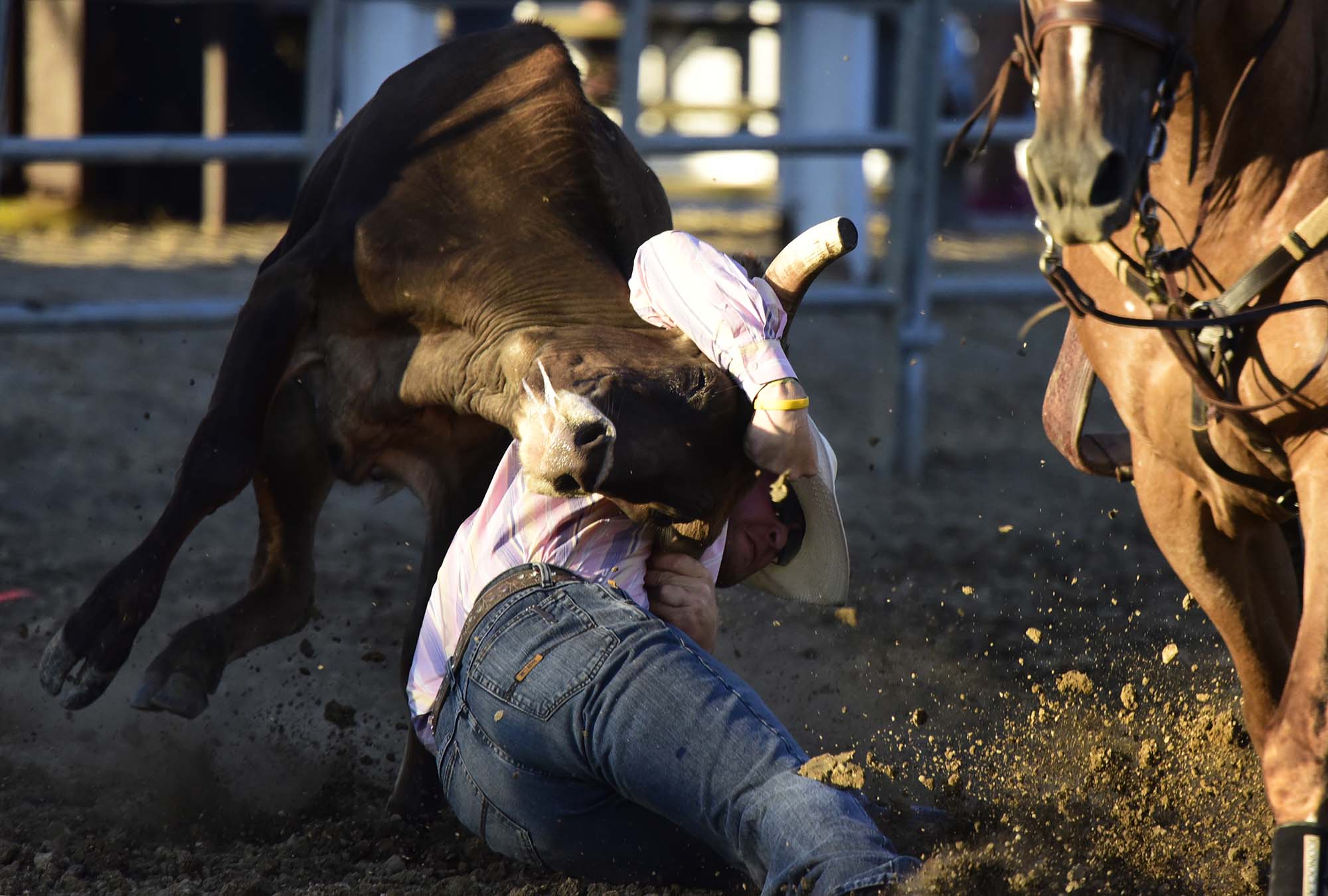 Cody Lensman of New Springfield competes in steer wrestling during the Broken Horn Rodeo at the Ottawa County Fair.